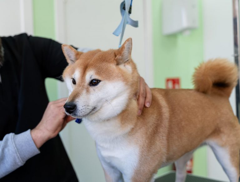 Peluquería canina profesional en Ensanche de Vallecas Mukay, Madrid