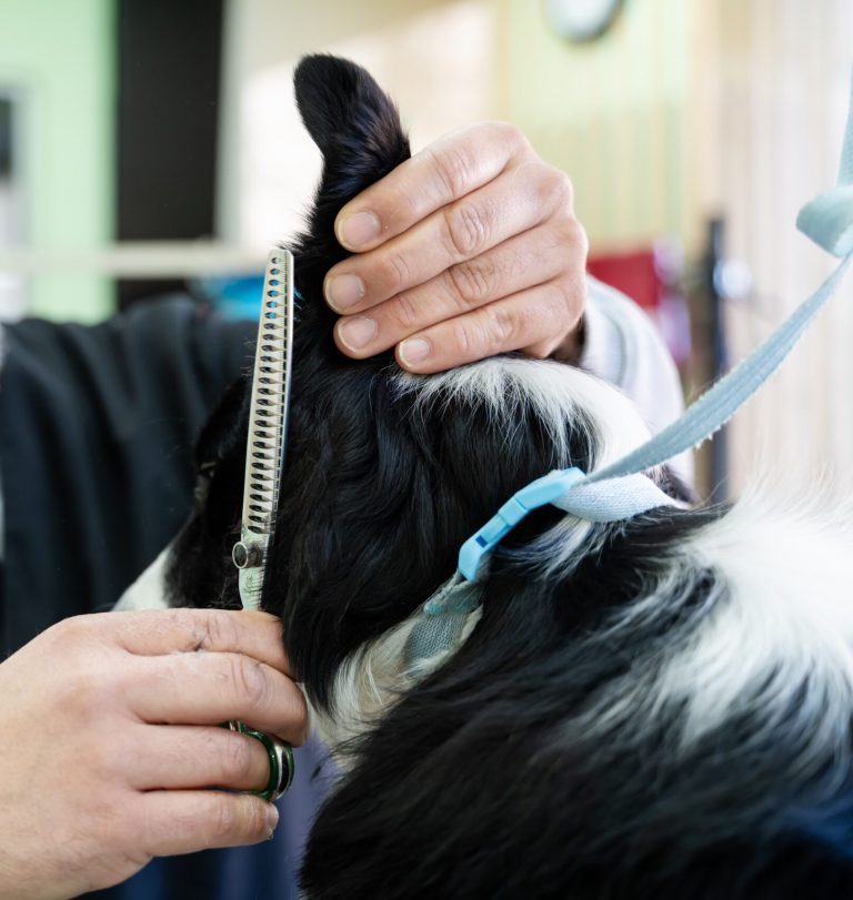 Estilismo canino en clínica Mukay de Ensanche de Vallecas