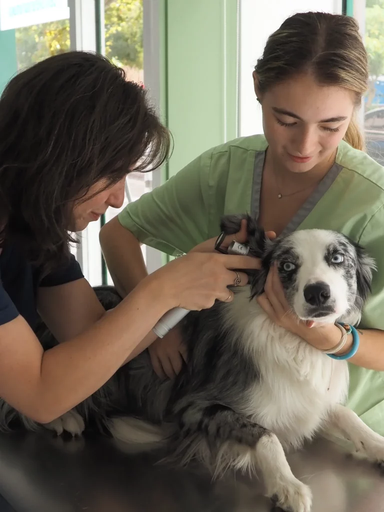 Mukay barberia canina en el ensanche de vallecas