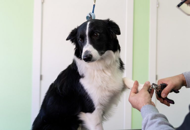 pedicura canina en el ensanche de vallecas