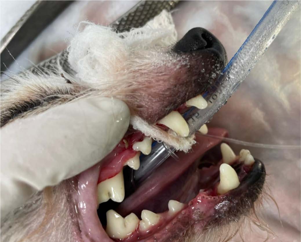 Limpiezas dentales clinica veterinaria vallecas mukay