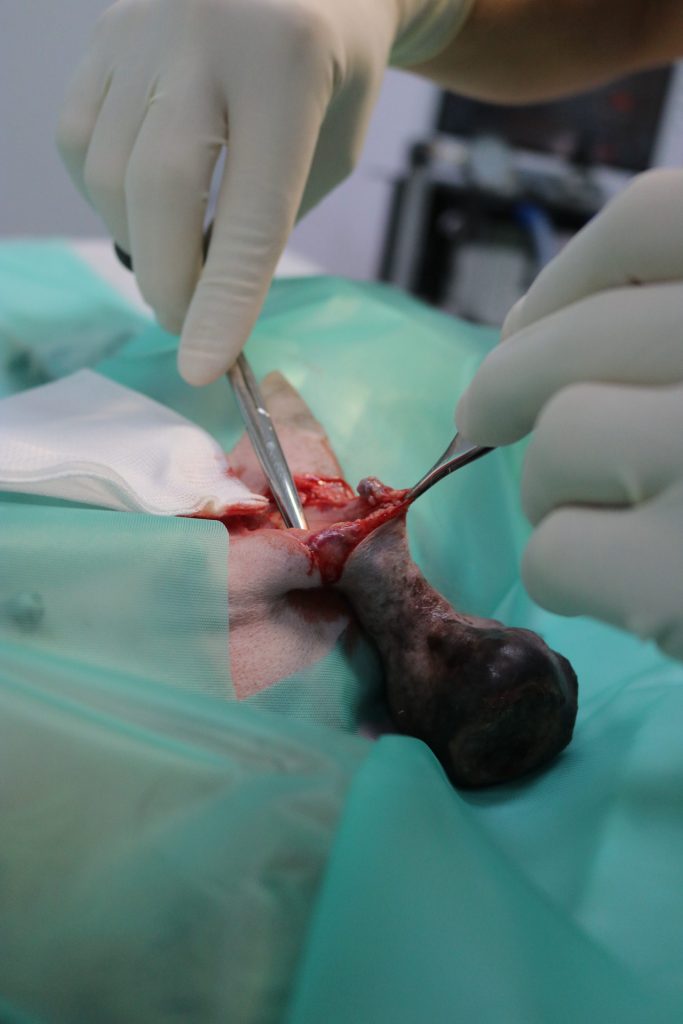clinica veterinaria en vallecas oncologia