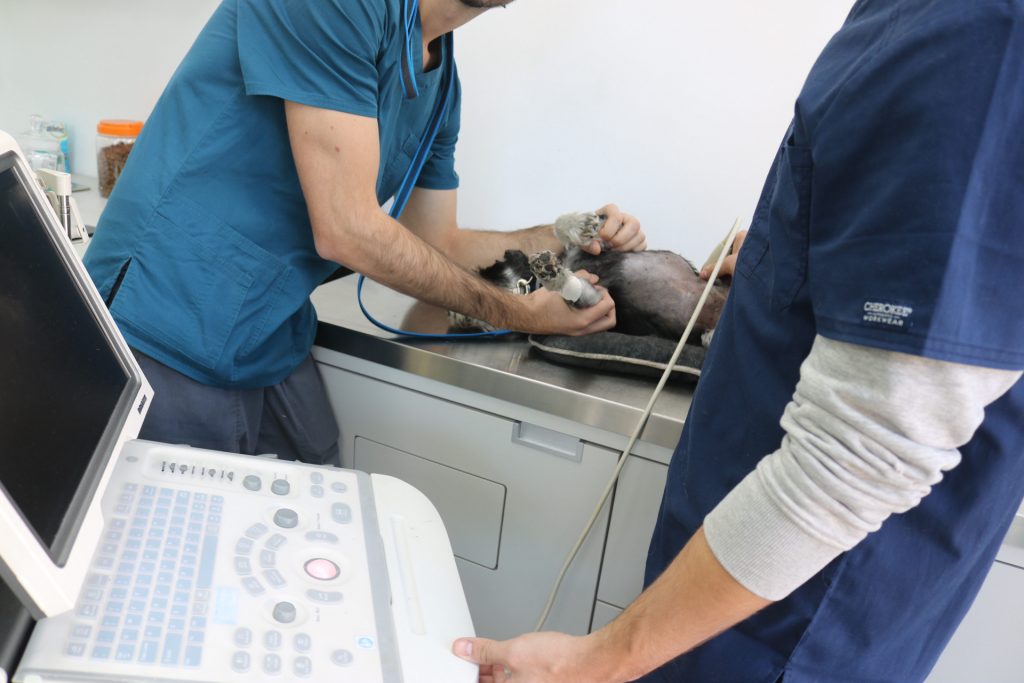 servicio radiologia y ecografia clinica veterinaria vallecas