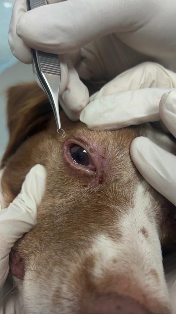 oftalmologia clinica veterinaria en Vallecas