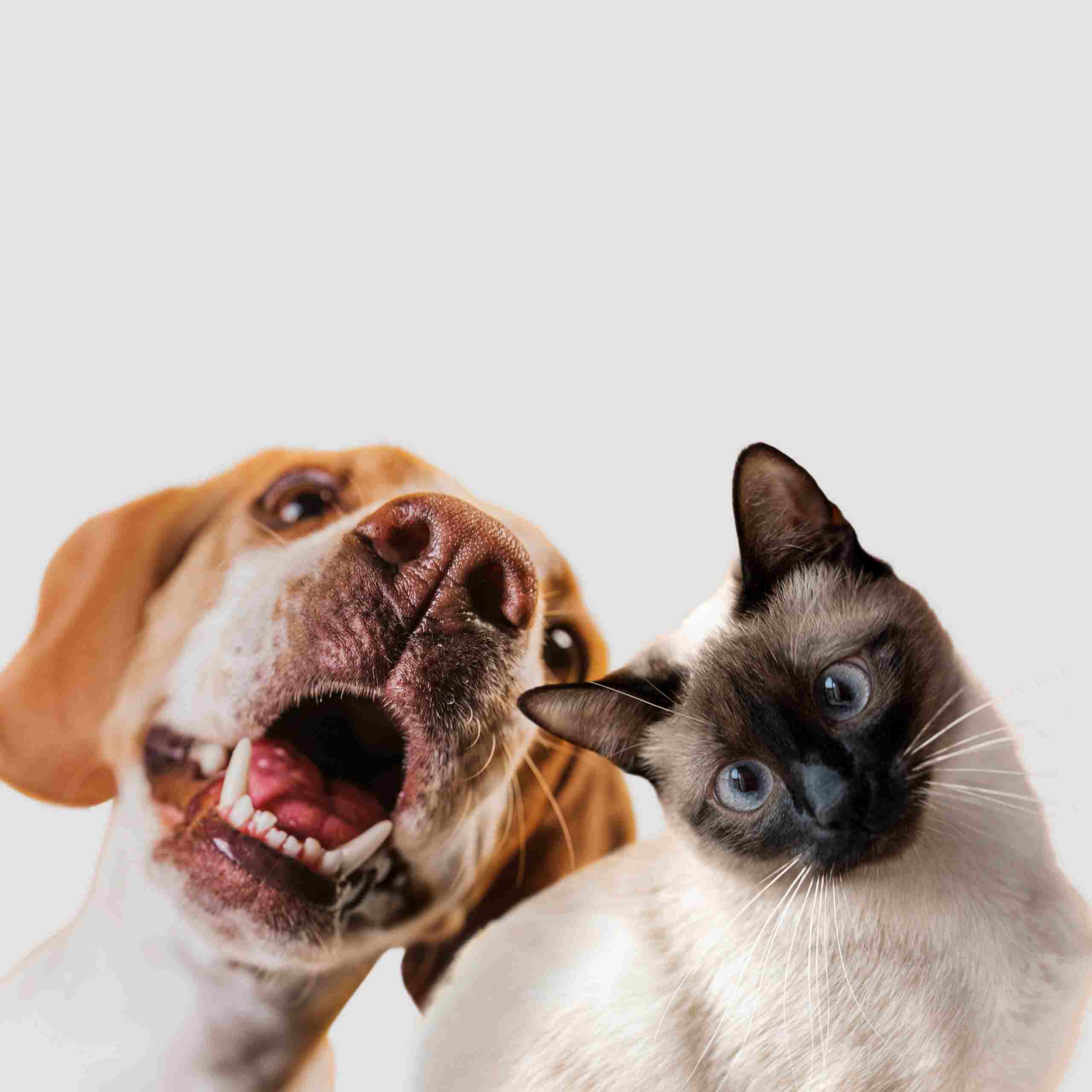Registro de mascotas en RIAC Madrid