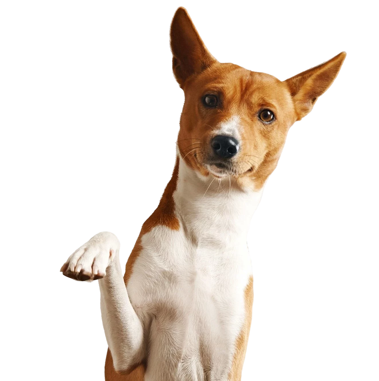 Cuándo castrar a un perro